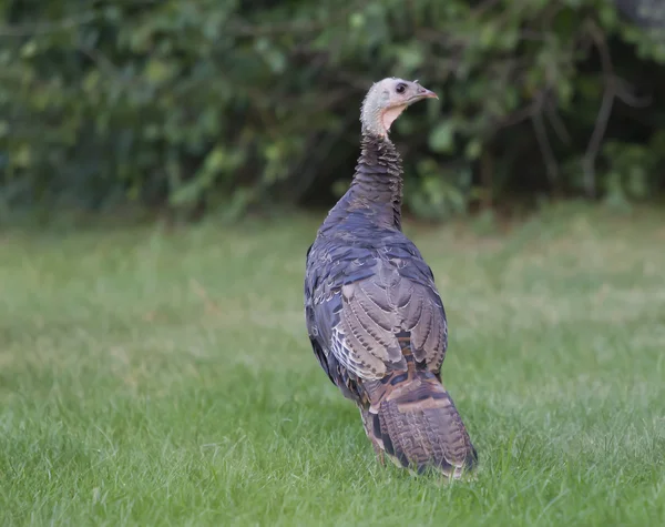 Pavo salvaje en hierba — Foto de Stock