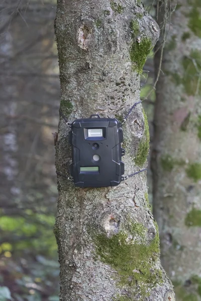 Schwarze Trail-Cam auf Kiefer zur Jagd auf Hirsche — Stockfoto