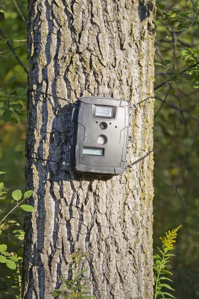 Black Trail Cam on Poplar Tree for Deer Hunting — Stock Photo, Image