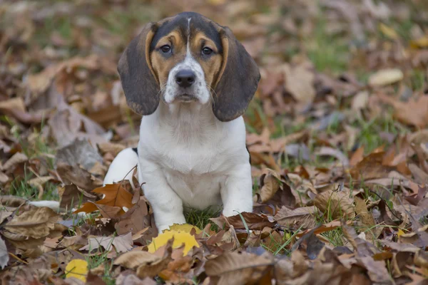 Beagle Basset ลูกสุนัขในใบ — ภาพถ่ายสต็อก