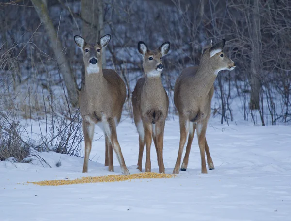 옥수수에서 3 Whitetail 사슴 경고 — 스톡 사진