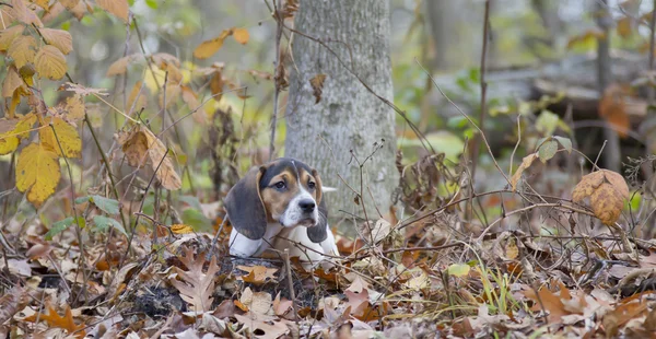 Beagle Basset Posa cucciolo in foglie — Foto Stock
