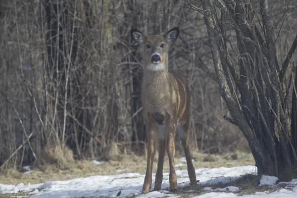 Fawn Whitetail straight on — Stock Photo, Image