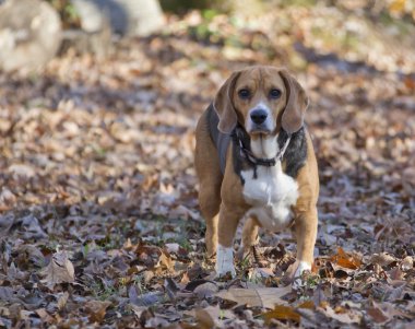 yapraklarda ayakta avcılık beagle