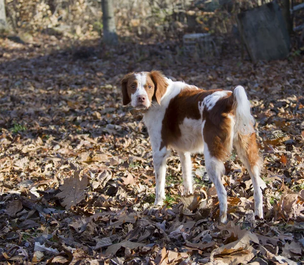 Bert the brown and white Brittany Spaniel — Stock Photo, Image