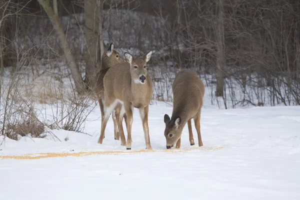 Cerf à queue blanche biche et deux faons au maïs — Photo