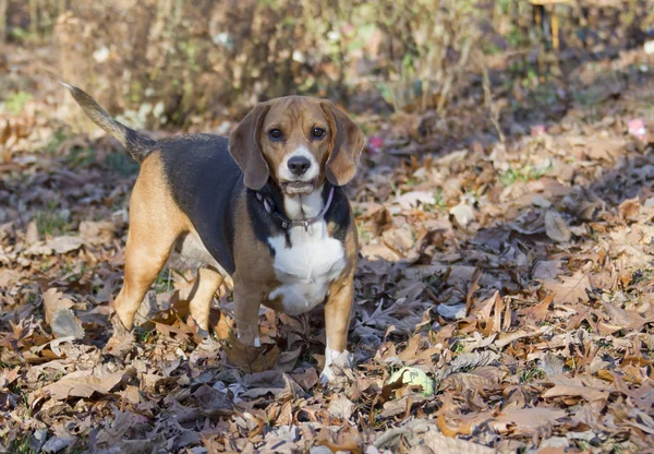 Beagle cacciatore — Foto Stock