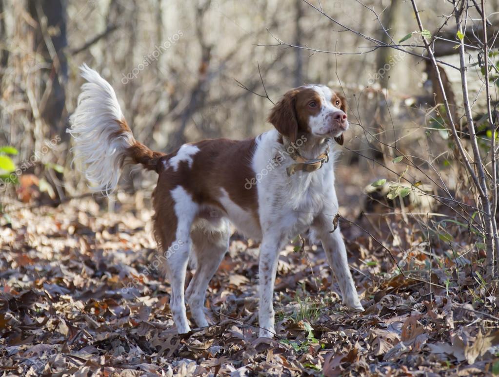 Brittany Beagle Brittany Spaniel Basset Hound Mix Pretty Adult