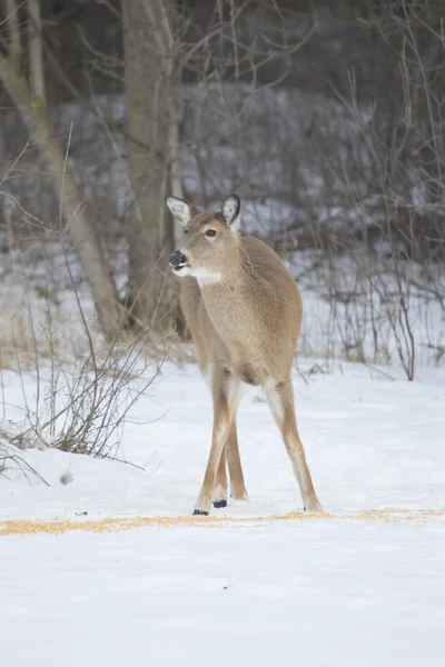 Doe whitetail herten op maïs — Stockfoto