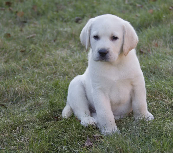 Drobné žluté sedm týdnů staré žlutý labrador štěně — Stock fotografie