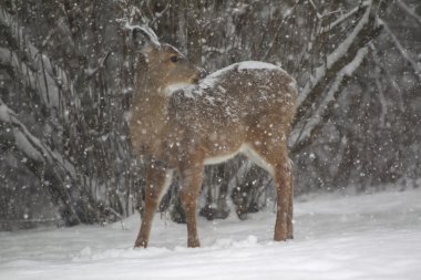 doe whitetail kar fırtınası içinde bir kar kaplı