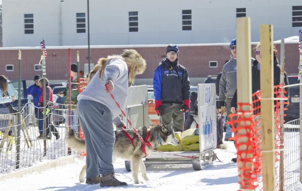 Husky à la compétition de traîneau de traction de chien — Photo