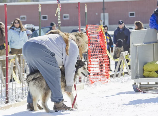 Husky se preparando na competição Dog Pulling Sled — Fotografia de Stock