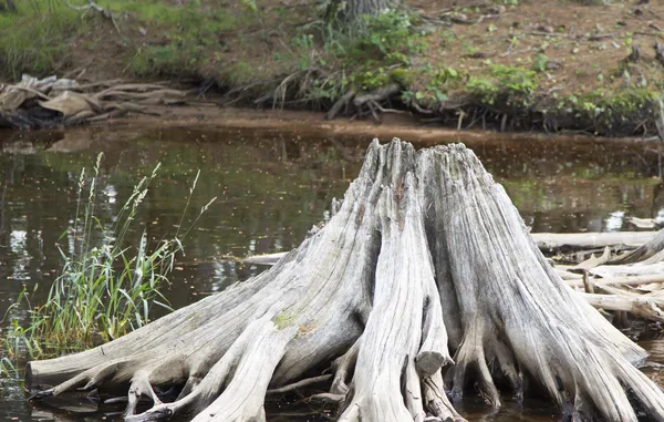 Enorme drijfhout stomp in het water — Stockfoto