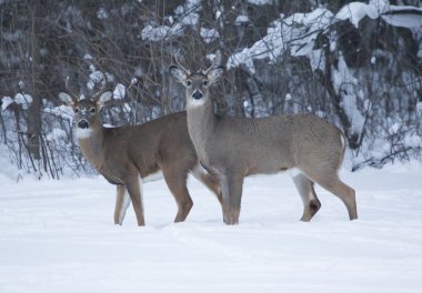 iki whitetail dolar