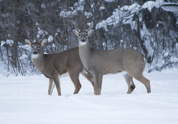 두 whitetail 사슴 — 스톡 사진