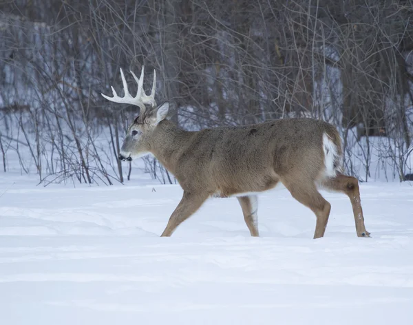 Enorme diez puntos Buck — Foto de Stock