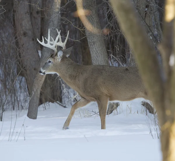 Enorme dez ponto Buck atrás da árvore — Fotografia de Stock