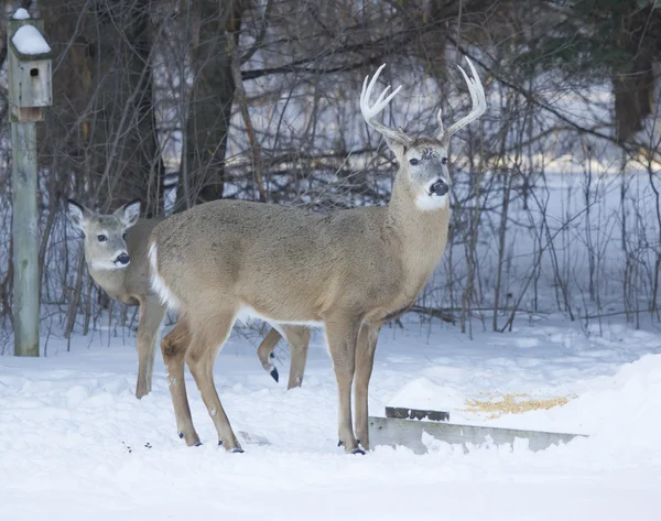 Big Ten Point buck and Doe eating corn — Stock Photo, Image