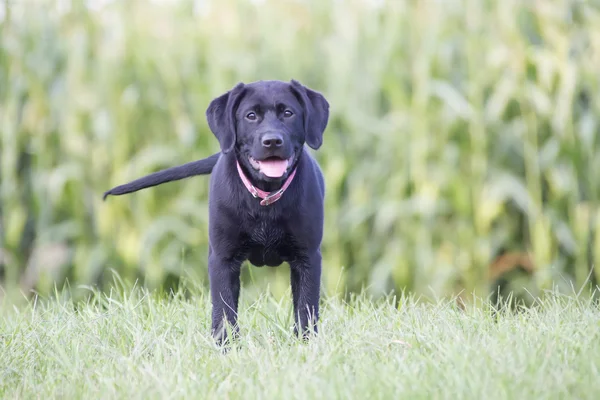 Andi the black lab puppy — Stock Photo, Image