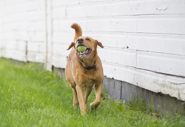 Roscoe the Yellow Lab running with a tennis ball — Stock Photo, Image