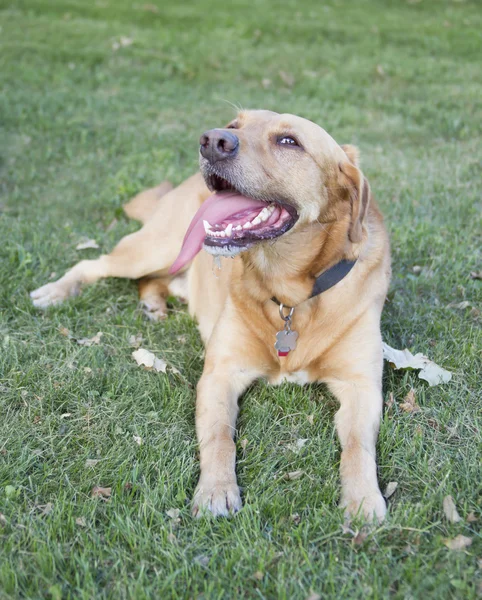 Roscoe the Yellow Lab laying down — Stock Photo, Image