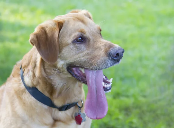 Roscoe the Yellow Lab close up — Stock Photo, Image