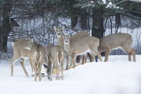 Grote groep whitetail herten doet — Stockfoto