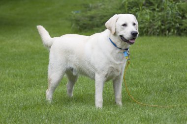 Rudy ıslak sarı lab köpek yavrusu