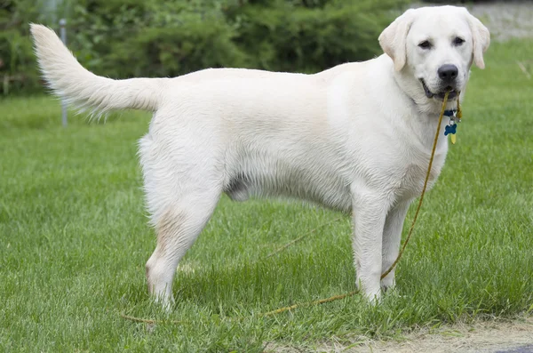 Rudy el cachorro de laboratorio amarillo húmedo de pie en la hierba — Foto de Stock