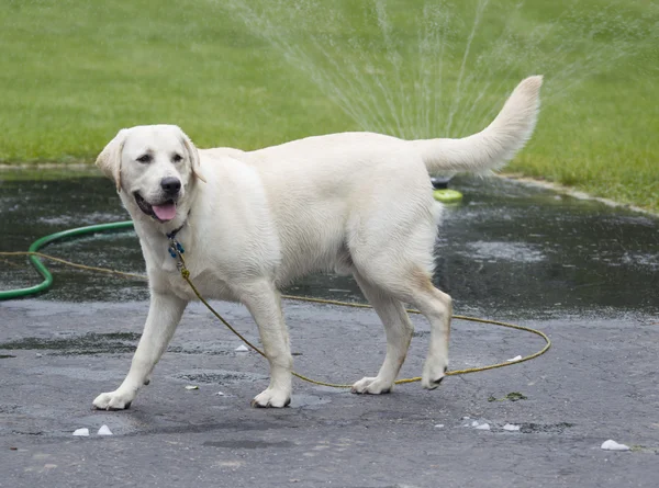 Rudy the Yellow lab puppy wet by sprinkler — Stock Photo, Image