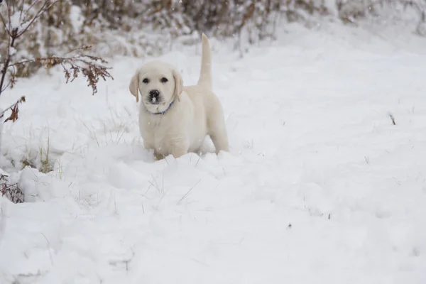 Крошечный щенок-лебедь в снегу — стоковое фото