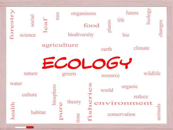 Ecology Word Cloud Concept on a Whiteboard — Stock Photo, Image