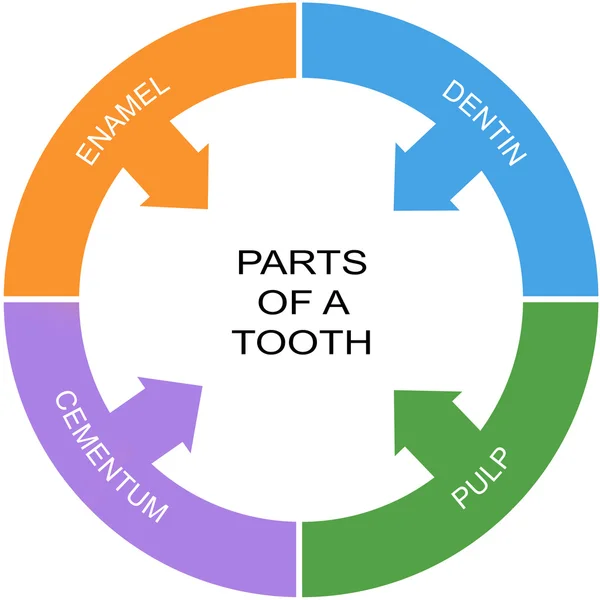 Partes de un concepto del círculo de la palabra del diente — Foto de Stock