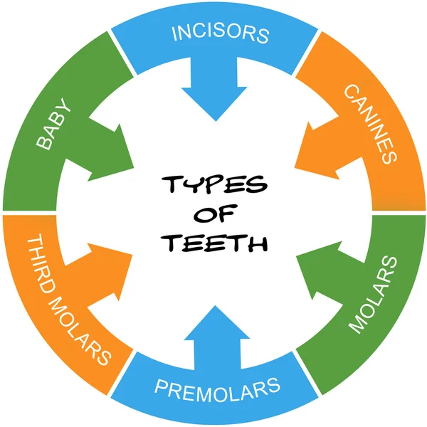 Arten von Zähnen Wort Kreis Konzept gekritzelt — Stockfoto