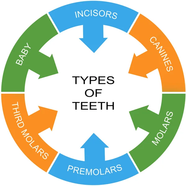 Rodzaje zębów wyraz koncepcja koło — Zdjęcie stockowe