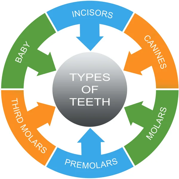 类型的牙齿词圈概念 — 图库照片