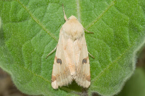 White Moth Resting Leaf Cucumber Plant — Stock Photo, Image