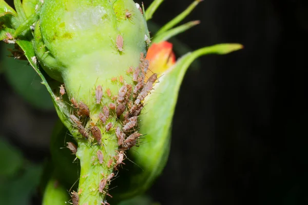 Rose plant infested with pink aphids