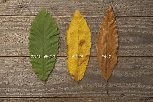 The three phases of the life of a chestnut leaf during the different seasons