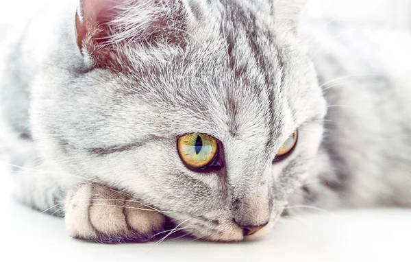 Beyaz arka planda İngiliz kedisi