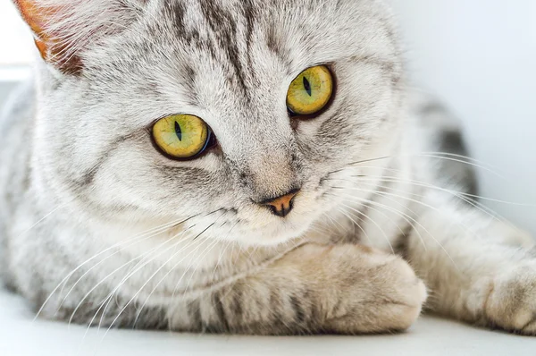 Beyaz arka planda İngiliz kedisi