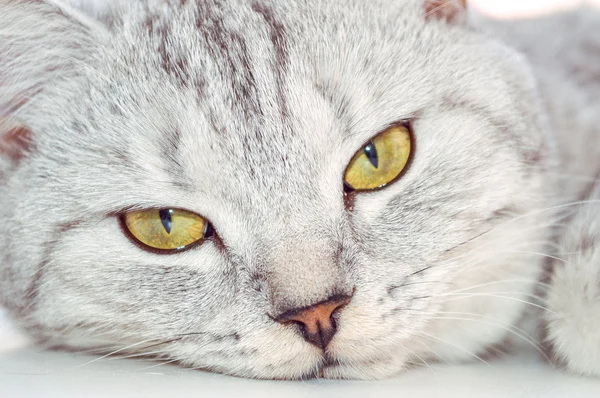 Beyaz arka planda İngiliz kedisi