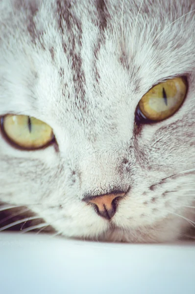 Beyaz arka planda İngiliz kedisi