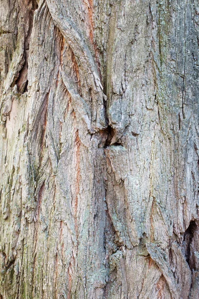 Baumrinde Hintergrund — Stockfoto