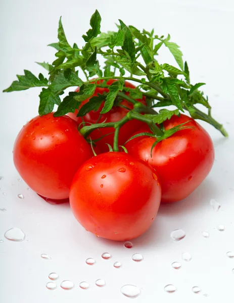 Tomate. — Fotografia de Stock