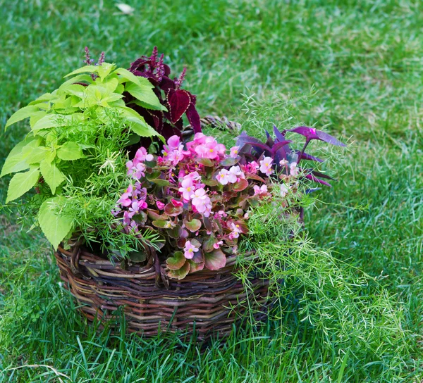 Schöner Blumenkorb in der Gartenlandschaft — Stockfoto