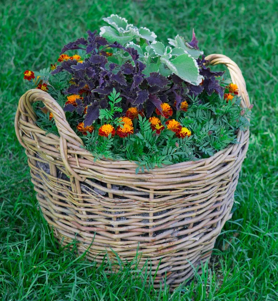 Beautiful basket of flowers in the garden landscape — Stock Photo, Image