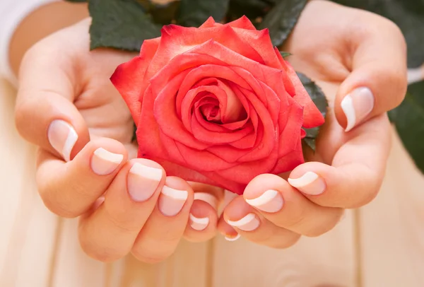 Manicure francês e rosa vermelha — Fotografia de Stock