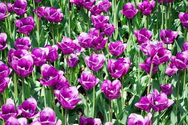 Plantage lila Tulpen. — Stockfoto